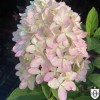 Hydrangea paniculata 'Magical Candle' - Aedhortensia 'Magical Candle' C5/5L